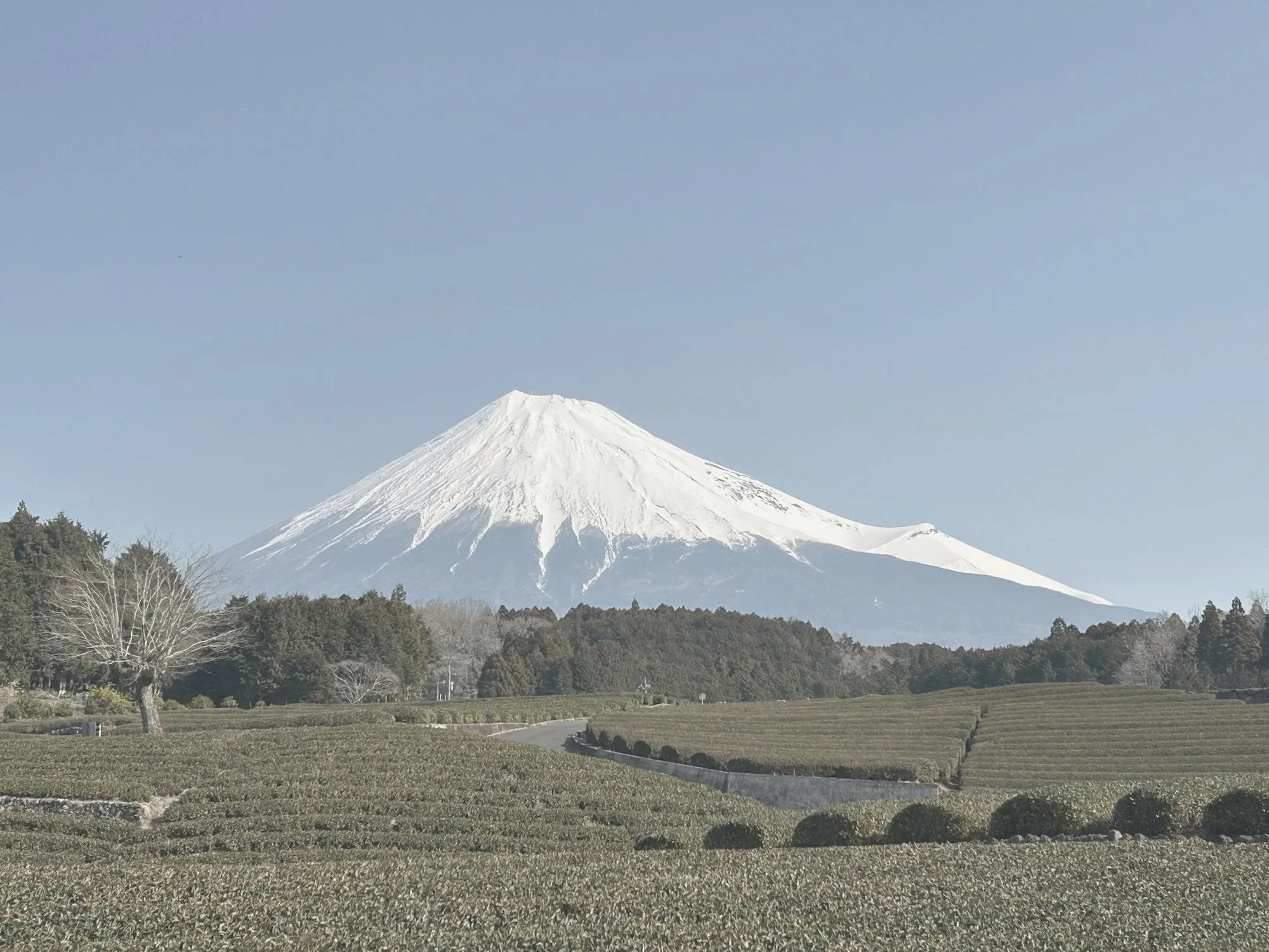 静岡の茶畑と富士山